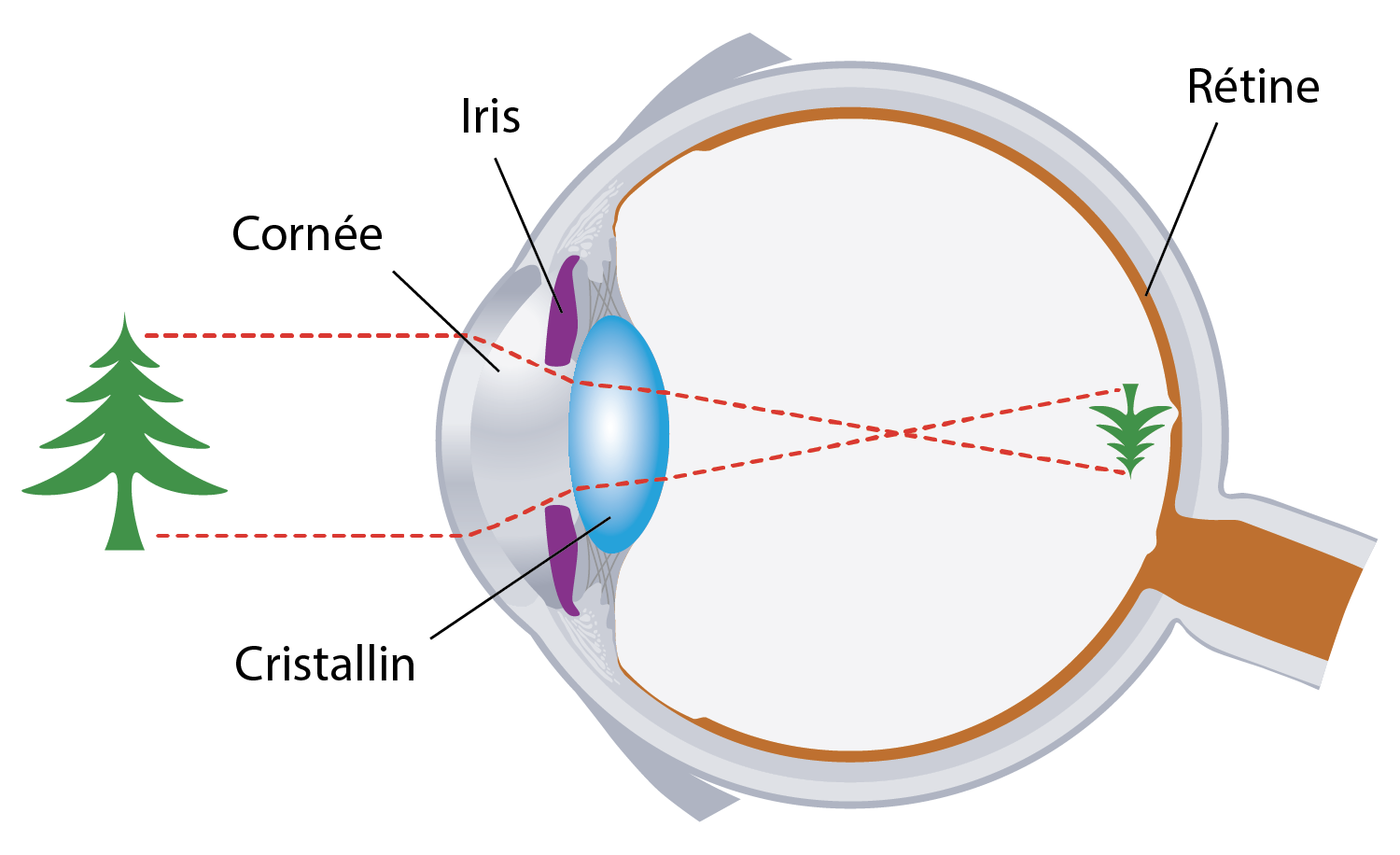 Schéma du fonctionnement de la vision des bébés et des enfants